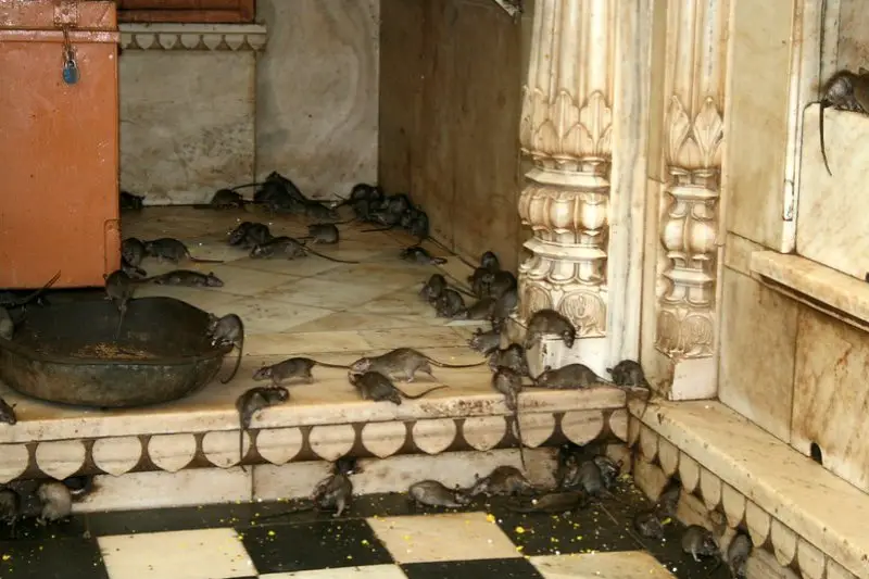 Rats in Karni Mata Temple